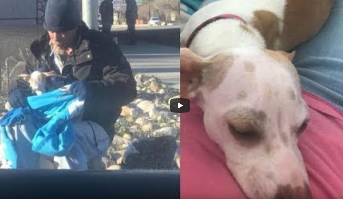 Frau schießt Foto von obdachlosem Mann, der sich um einen auf dem Highway zurückgelassen Hund kümmert, und kommt mit fast 6.350€ zurück
